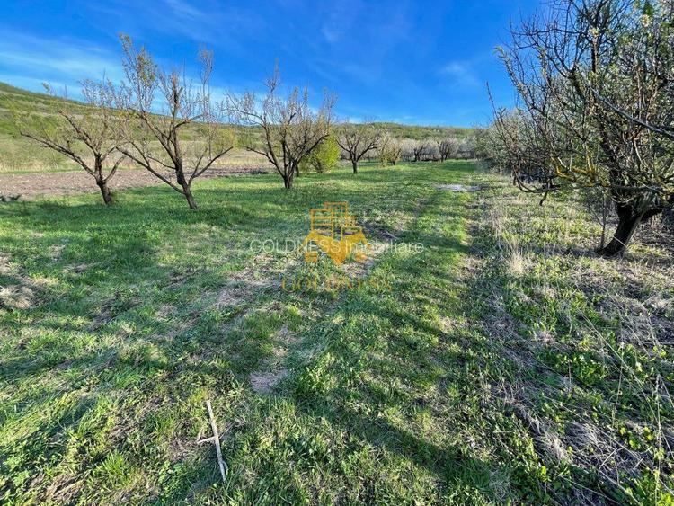 Tren Soporului Intravilan ,5500 MP Utilitati,  Oportunitate - 7