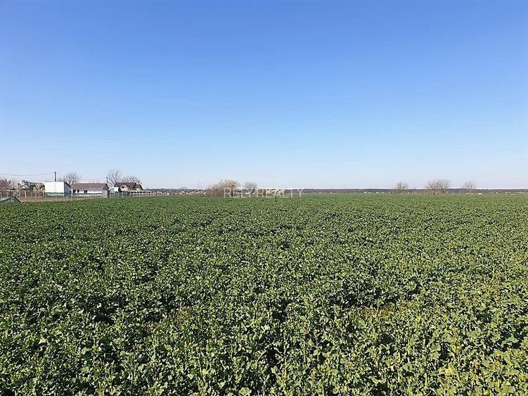 Vanzare teren Moara Vlasiei, 13.000 mp, comision 0% - 5