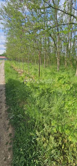 Teren intravilan - 4752 mp - 8 loturi de 594 mp - com Gruiu-Lipia - km 31 A3 - 5