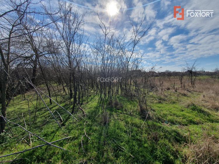 Teren intravilan 2840 mp cu fundatie - Jebel - 4