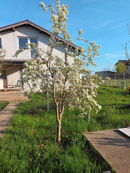 Moara Vlasiei , Casa cu teren 4250 m2 - 2