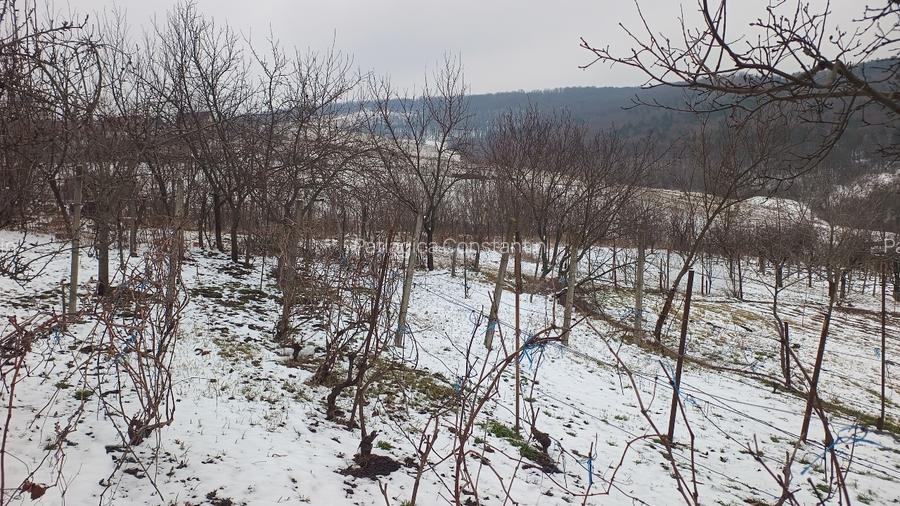 Teren intravilan 704 mp, acces asfaltat, priveliste Padurea Breazu - 2