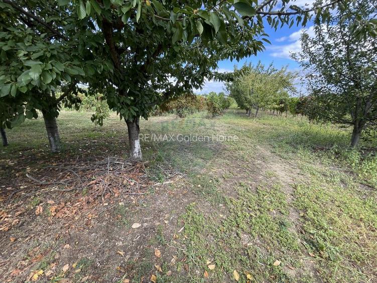 Casă Tifesti teren si vie - 31