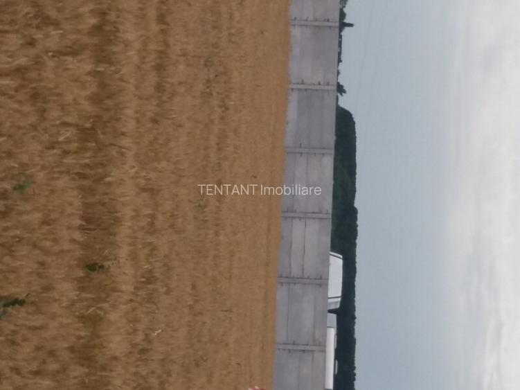 Vanzare Teren 5000mp intravilan Magurele - 2