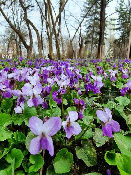 INCHIRIERE 2 camere 81mp, terasa 19mp Parc Bazilescu - Bucurestii Noi, bloc 2018 - 3