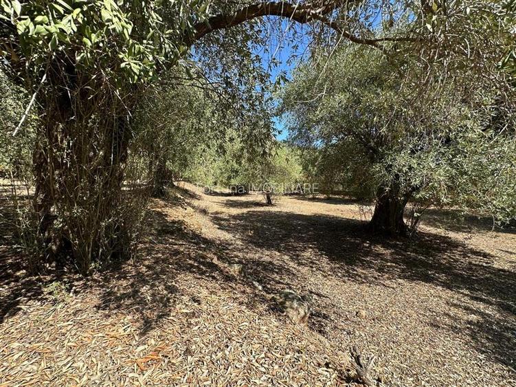 Teren intravilan pe insula Thassos, aproape de plaja salbatica - 12