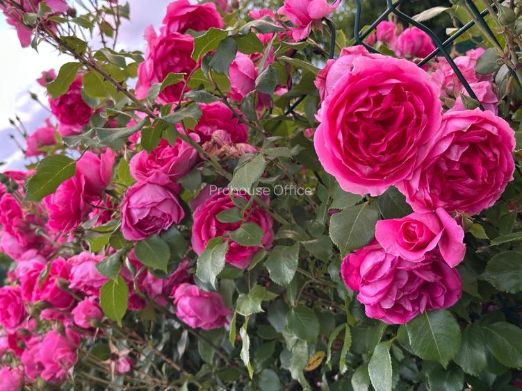 Reședință de colecție pe malul lacului/ Arhitectură neoromânească 2051 mp, teren - 8