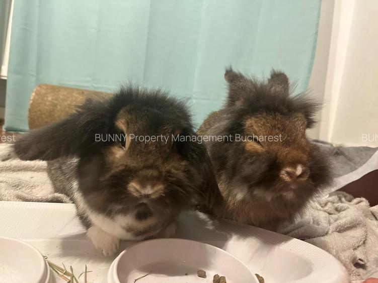 2 Camere Baneasa / Petrom City |  MO279 - 16