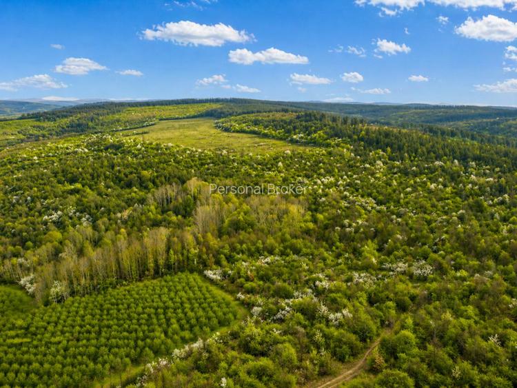 Teren 20 ha vestul Romaniei – ideal plantație aluni / livadă - 3
