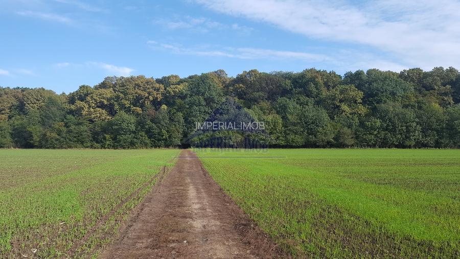 Vanzare teren 24.000 mp, la padure, Dascalu - Runcu