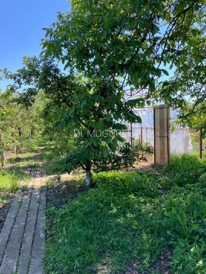  Oportunitate ideală de investiție și locuit– Casă, curte și livadă pe 1800 mp - 6