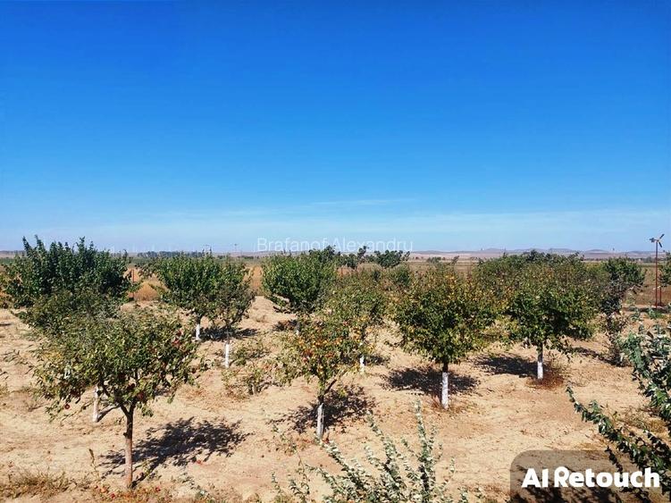 Casa de vacanta P+M,anexa de exploatatatie agricola - 11