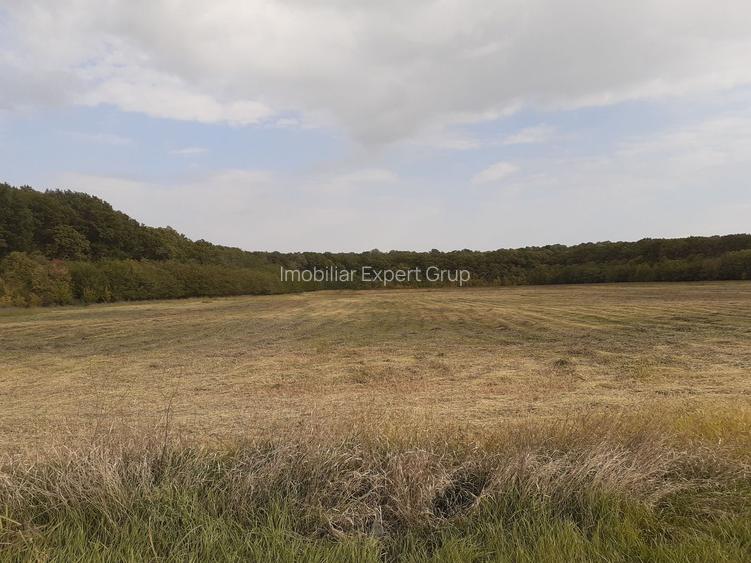 Teren intravilan inconjurat de padure, Ciofliceni, Snagov, comision 0 - 10