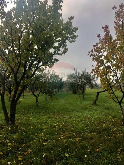 Proprietate speciala Dragomiresti Deal -Teren 15000 mp - 43