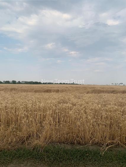 Stefanesti de Jos DJ200 Vanzare  Suprafata Compacta 3 hectare - 2