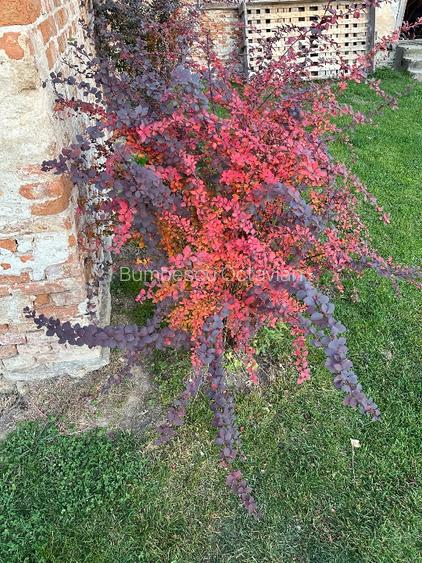  Proprietate unică, eficientă energetic (certificata nZEB) – ideală pentru locui - 6