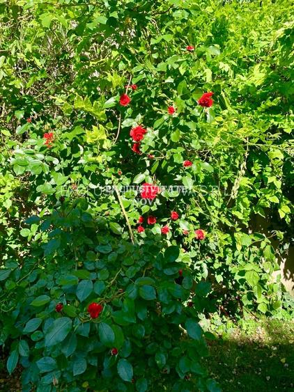 Vanzare Vila Baneasa - Willbrook - cu Deschidere la Padure ! - 11