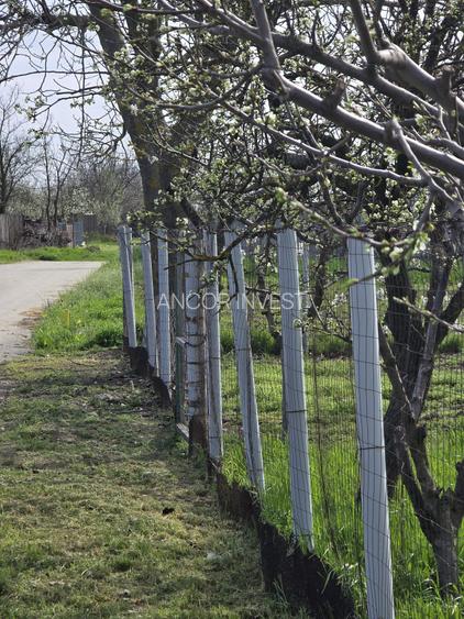 TEREN INTRAVILAN -1300 mp CURTISOARA - 6