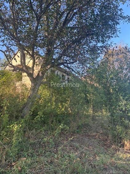 Conac in paragina - 4