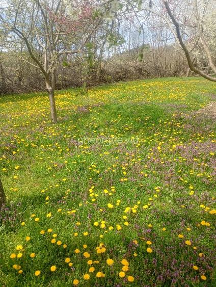 Vând terenuri,intravilane și extravilane !!! - 16