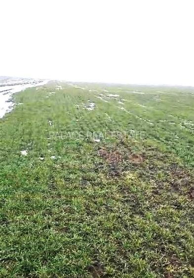 Teren agricol 100 ha| Comasat 100%| Categoria A1 - 2