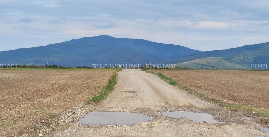 Carpinis, 10000mp-arabil, 25000euro - 4