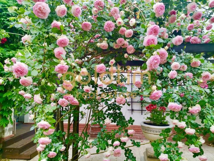 IANCU NICOLAE/ GRADINA SUPERBA/LOCURI DE PARCARE/SPATII GENEROASE - 57