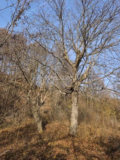 Teren intravilan Breaza 4,000mp utilitati. Panorama superba. Parcelabil - 6