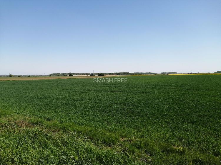 Teren intravilan 5114 mp in comuna 1 Decembrie - Ilfov - 3