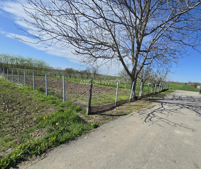 TEREN INTRAVILAN -1300 mp CURTISOARA - 14