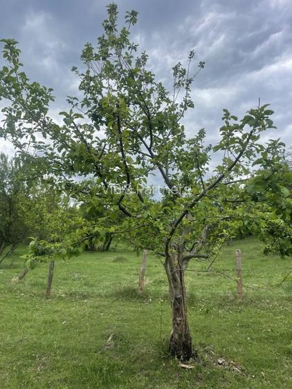 Mihaesti - Sat Draghici, teren intravilan, cu o suprafață generoasă de 7.280 mp - 9