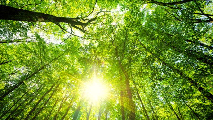 Teren construibil Sector 1 – Străulești | 2.617 mp | lângă pădure și Park & Ride - 4