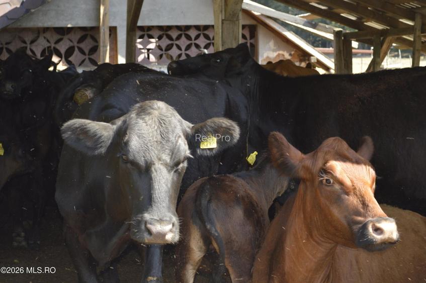 Bogati - Glimbocel, Ferma Zootehnica, Cladiri 1996 mp, Teren 4.89 ha - 33