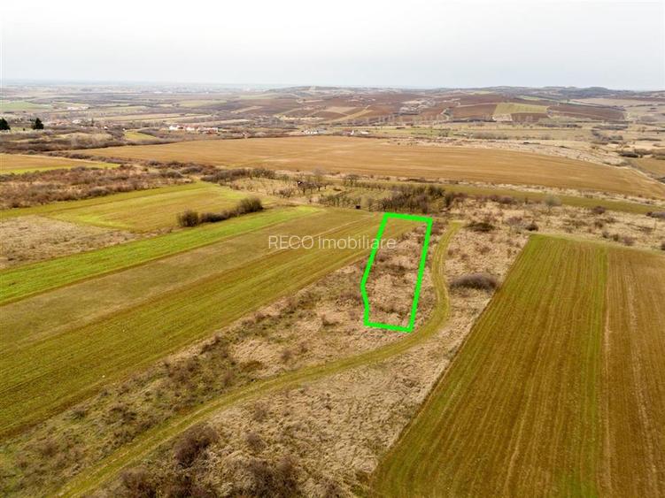 RECO Teren intravilan in Paleu - 4