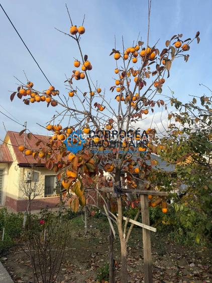 Caslita, casa + teren 800 mp , iesire la Lac  - 3