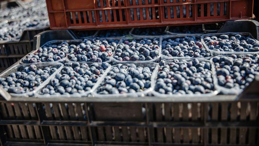 BUSINESS DE VANZARE Plantatie de afin din Romania - 11