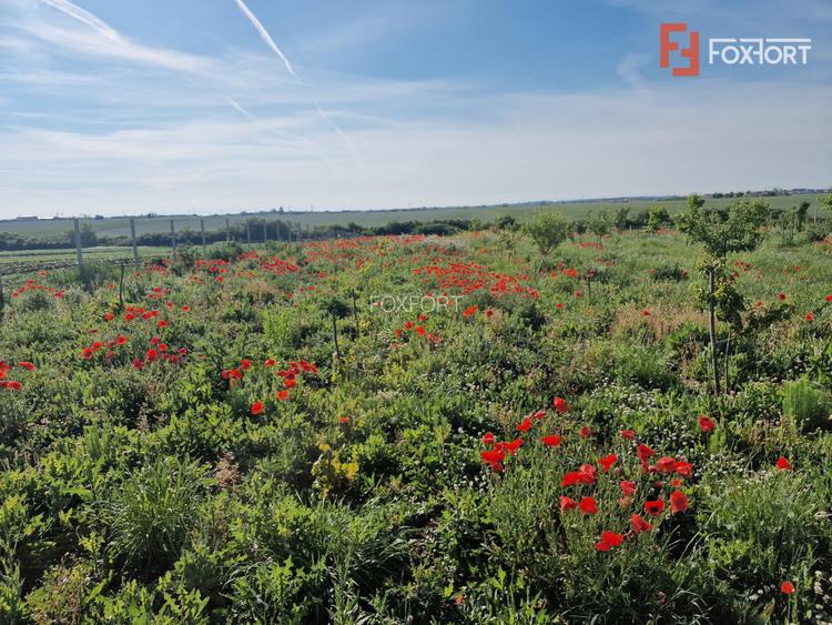 Teren extravilan de 3500 mp de vanzare in Remetea Mare - 2