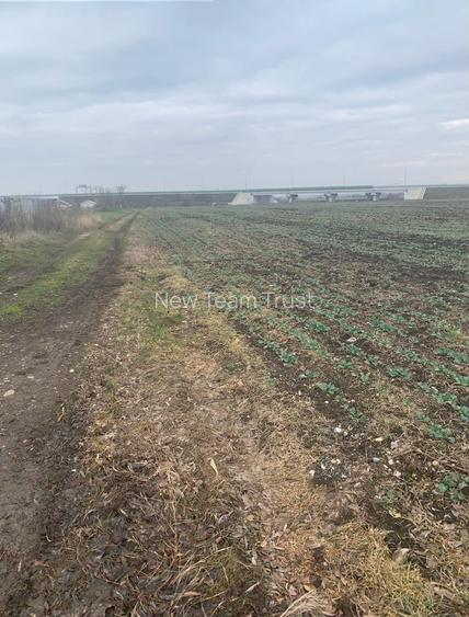 Vanzare Teren Intravilan Tunari - Dimieni Autostrada A0 - Tamasi - Snagov - 8