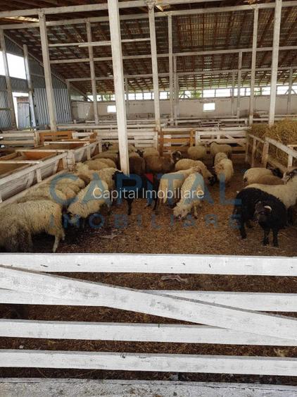 Ferma langa Oravita 5600 mp construiti si teren 24281 intravilan - 10