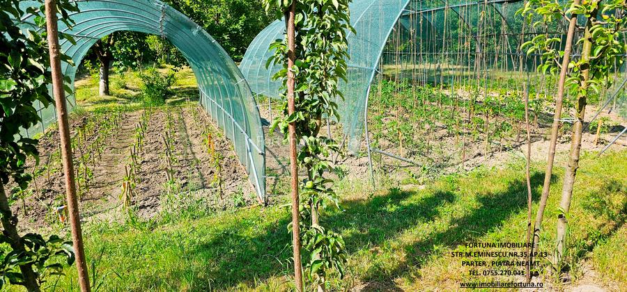 Vila P+1+5600 mp teren, proprietate de 5 km de oras - 5