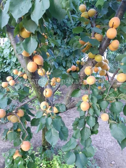 VILA UNICAT ULTRALUX P+1 +CASA CU TEREN 1412MP ZONA PALAZU MARE - 17