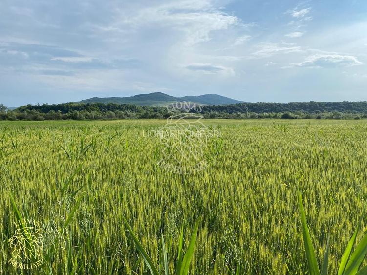 Teren -4.300 mp - Arabil - Chintelnic - 4