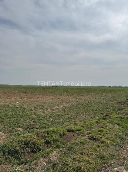 Vanzare Teren 5000mp intravilan Magurele - 9