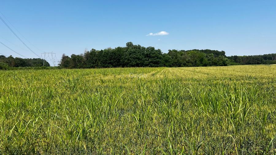 Proprietar vând teren 4.800 mp Jilava, rezidențial, acces DN5 - 6