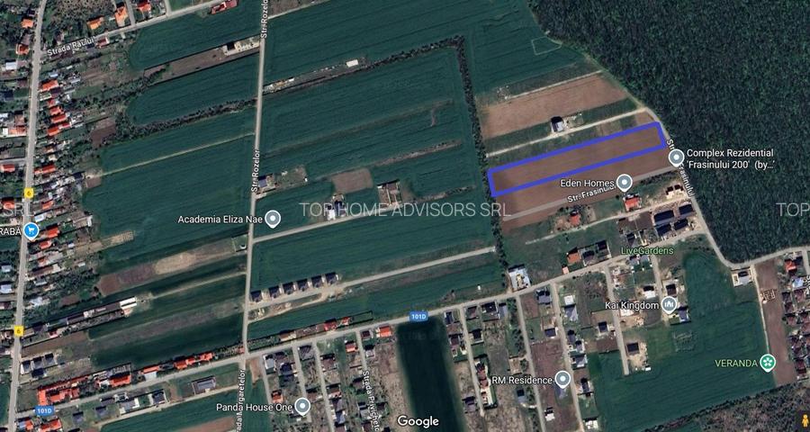 Balotesti- Dumbraveni- Padure - 3