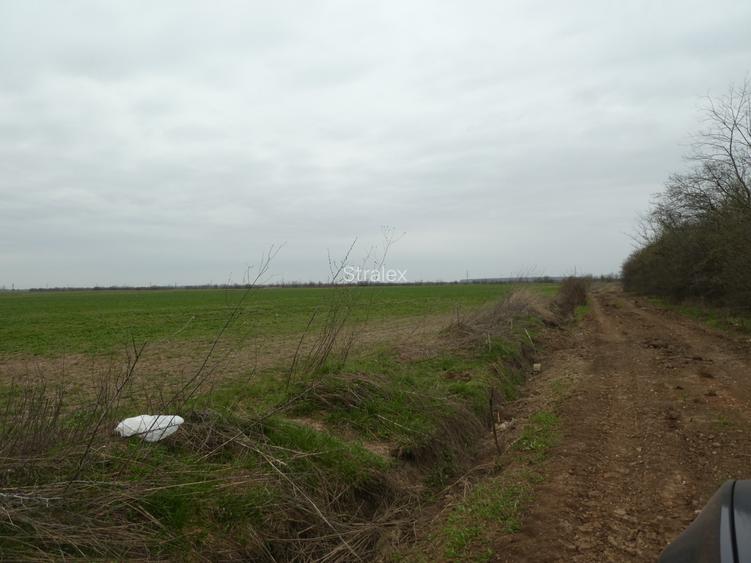 Teren 10.000 mp Butimanu in spatele caselor - 5