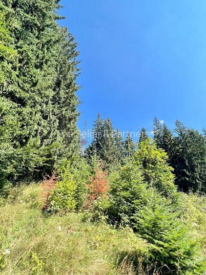 Teren Intravilan Predeal - Acces direct DN - Priveliste deosebita - 17