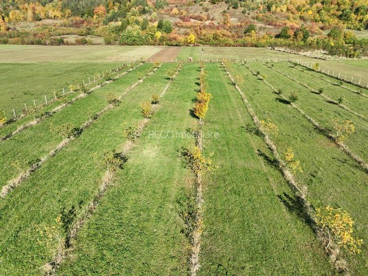 RECO, Teren cu livada de nuci, Zona Auseu, Bihor - 6