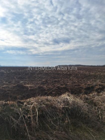 Teren extravilan de vanzare in suprafata de 15800 mp in Salistea, judet Alba - 3