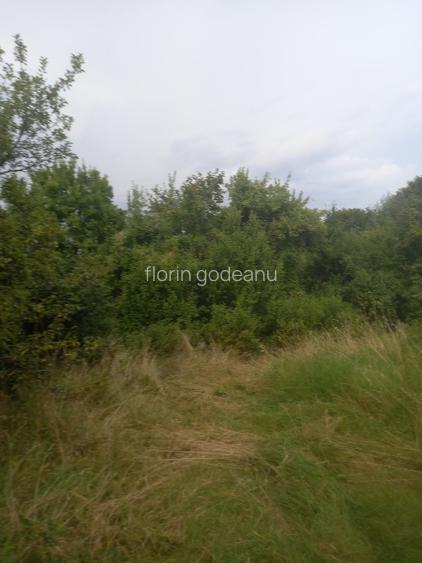Vând casă și teren cu pomi fructiferi - 2